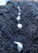 Garlic cloves planted in channels evenly spaced